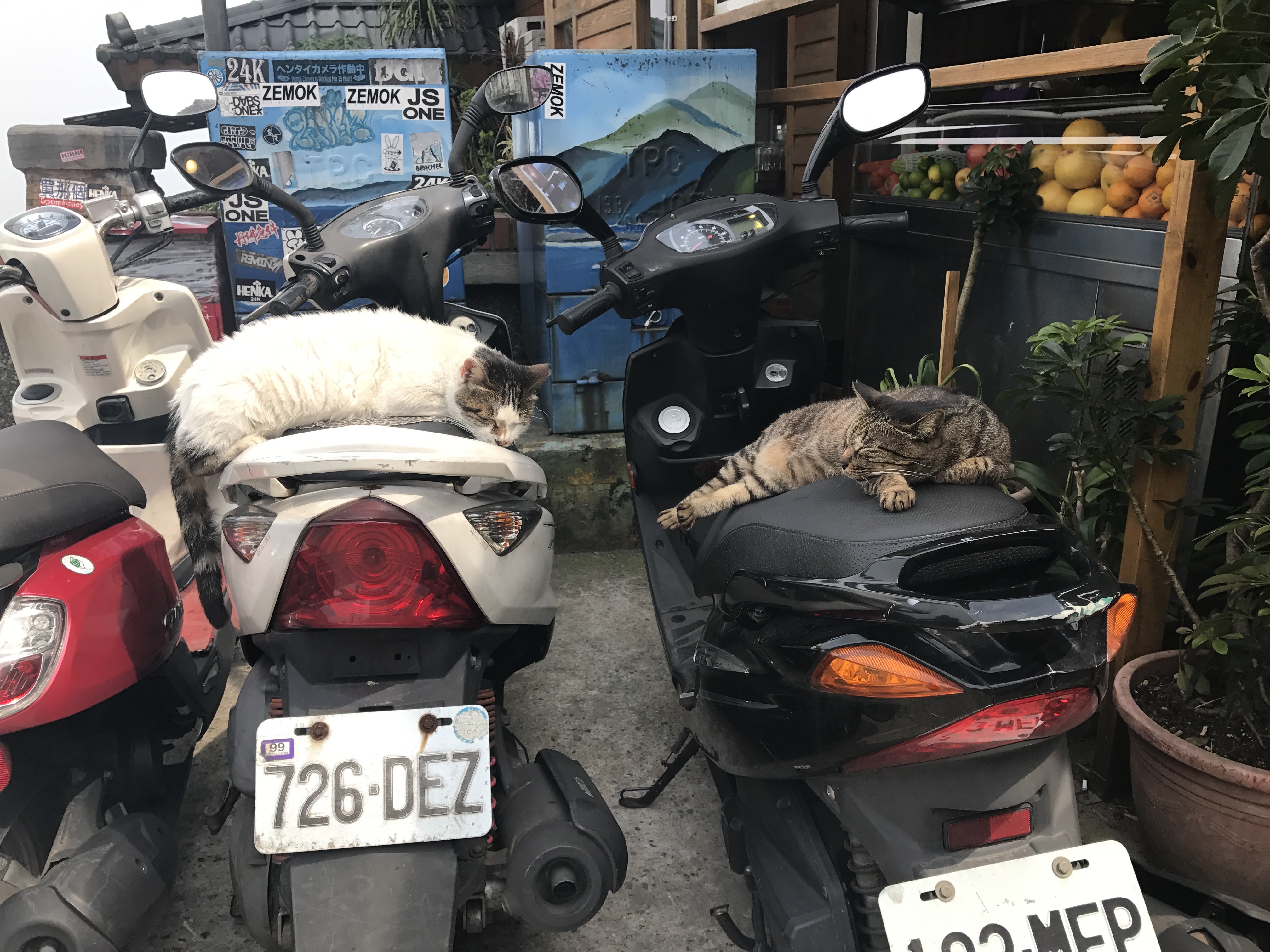 Taiwan cat